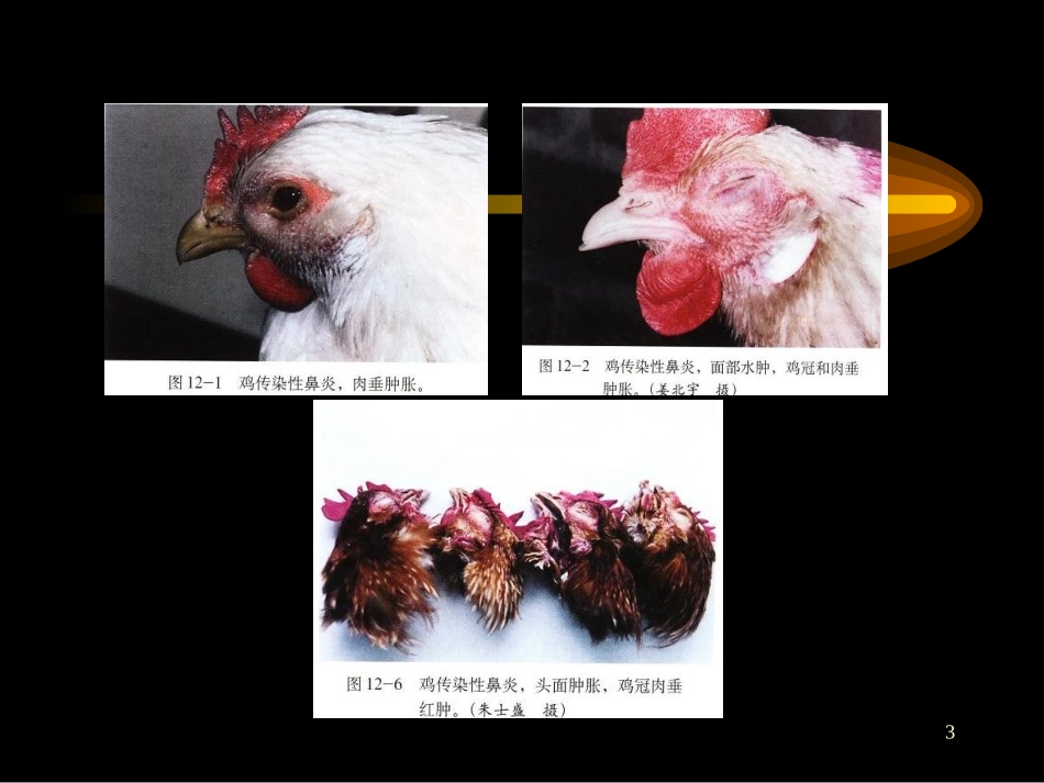 家禽主要传染病_第3页