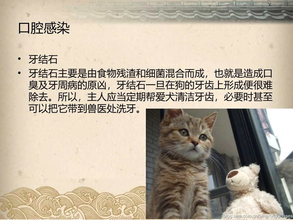 宠物产生口腔异味的原因及危害_第3页