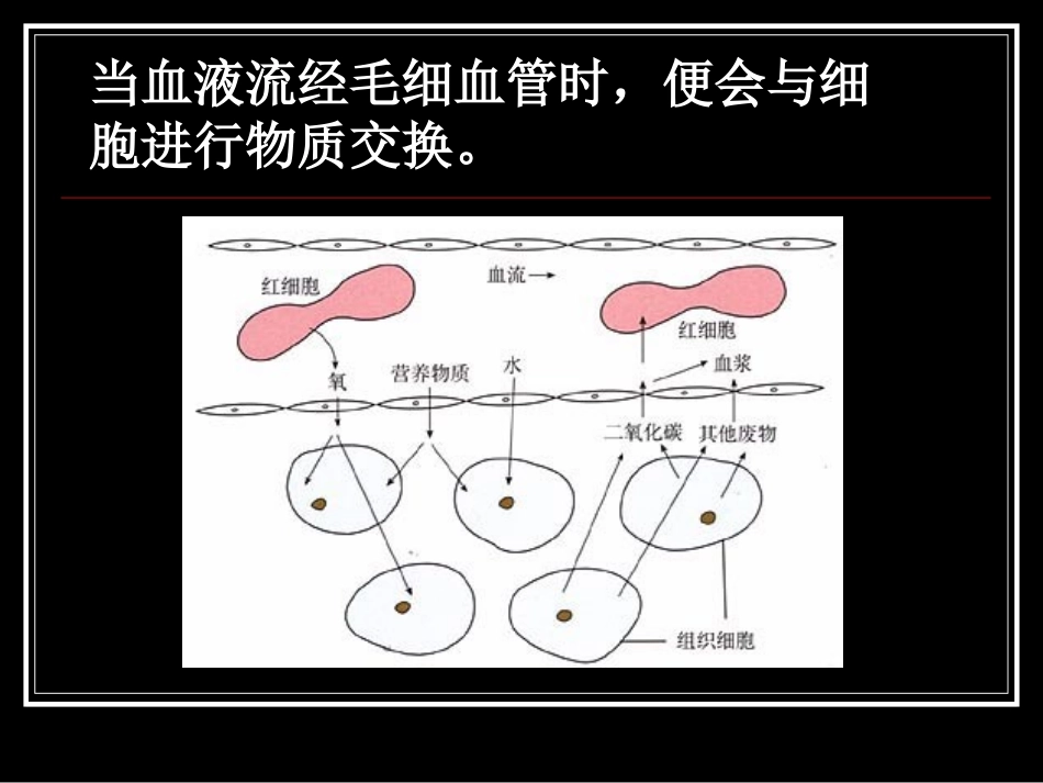 实验：显微镜观察_第3页
