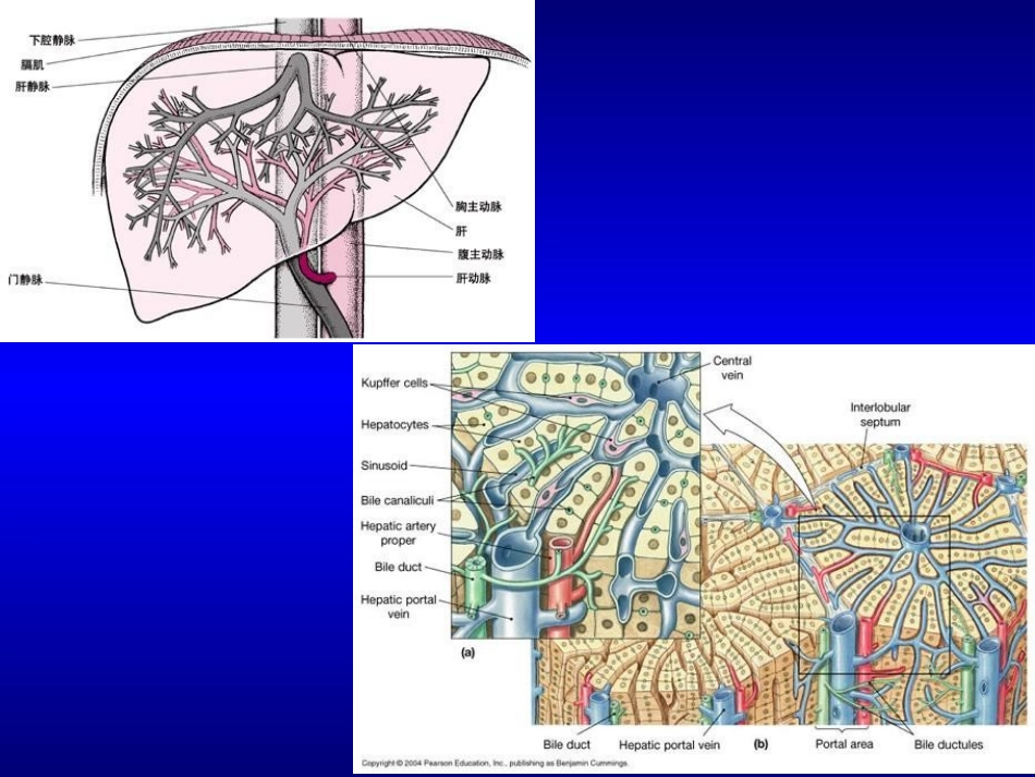 学时肝功能检查_第2页