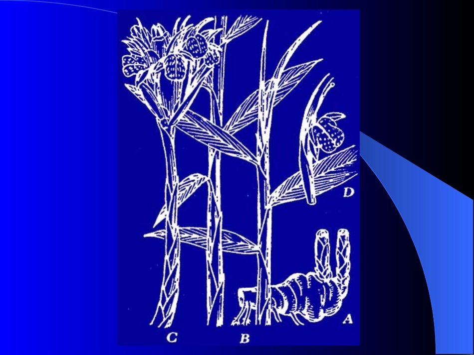 姜科植物鉴别_第2页