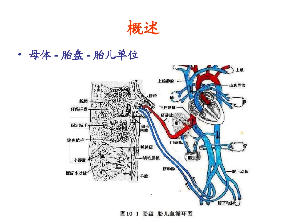 妊娠期及新生儿合理用药原则_第2页