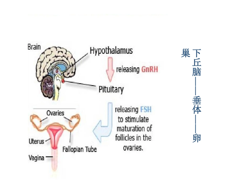 妇科内分泌的诊治_第2页