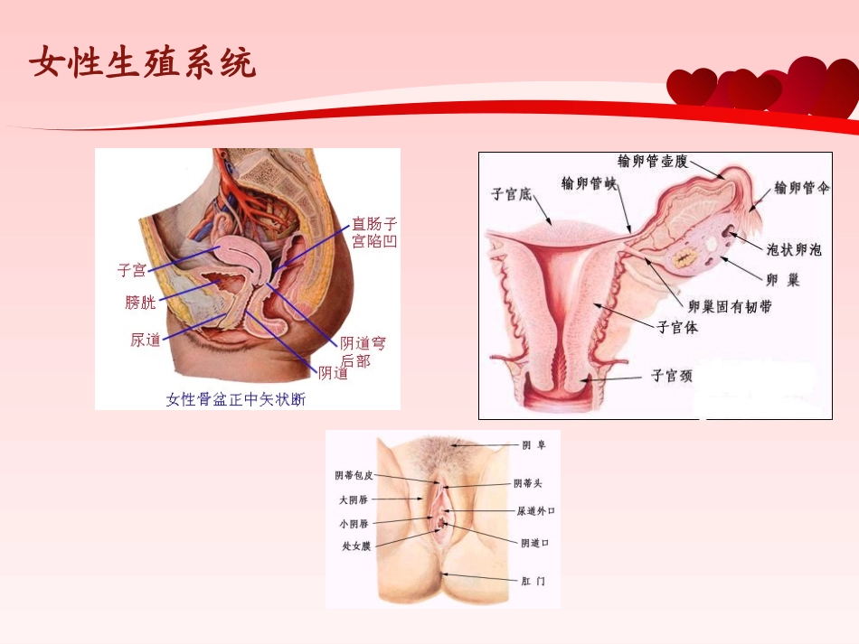 妇女健康知识_第3页