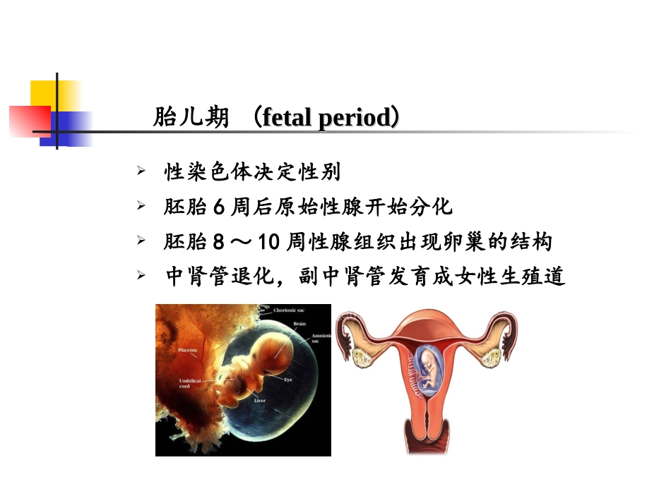 女性内分泌激素基础知识_第3页