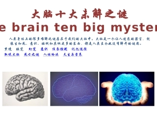 大脑未解之谜