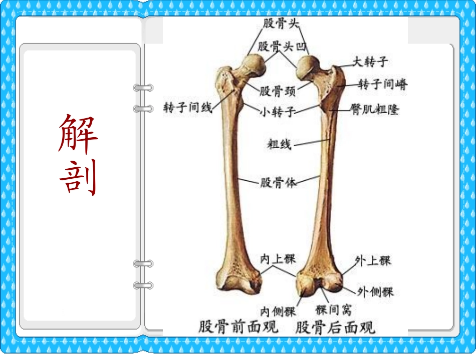 大腿损伤及功能康复_第3页