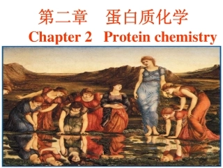大学生物化学课件 第2章 蛋白质化学