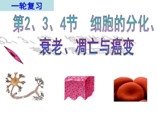 复习细胞的分化、衰老、凋亡和癌变