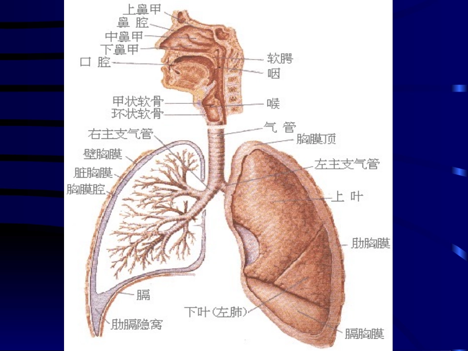 咳嗽、咳痰、咯血(总)_第2页