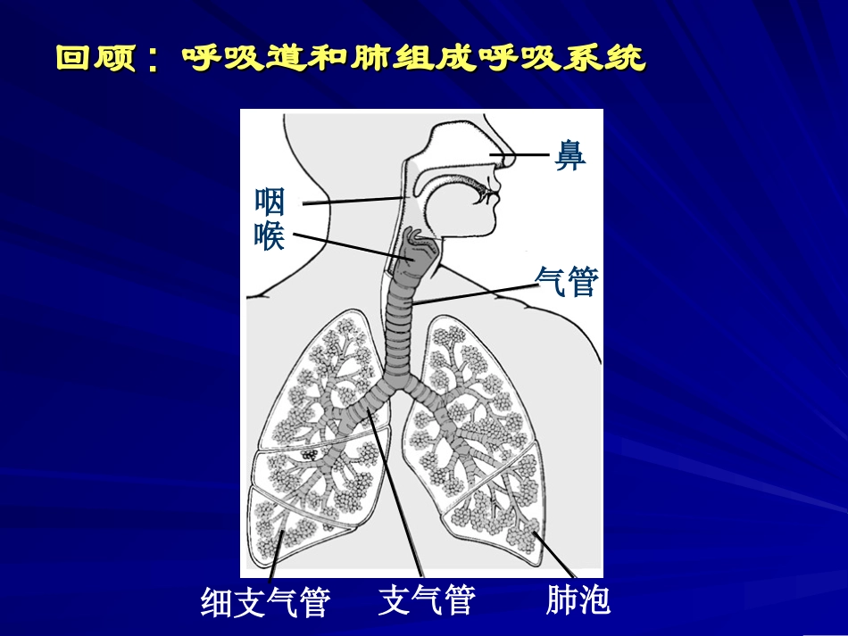 呼吸运动与肺通气_第2页