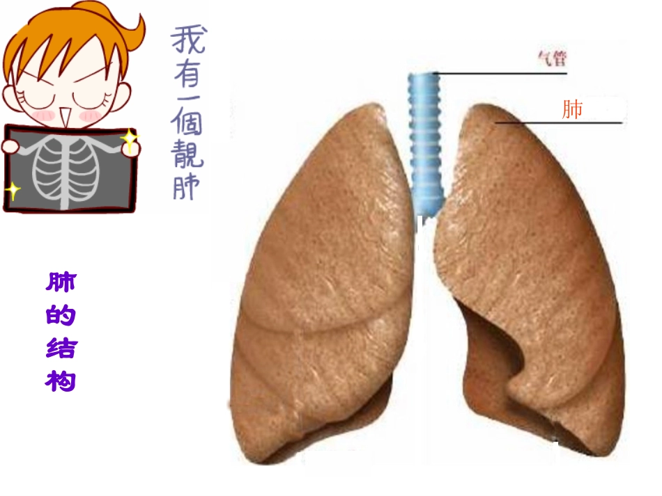 呼吸运动与肺通气_第3页