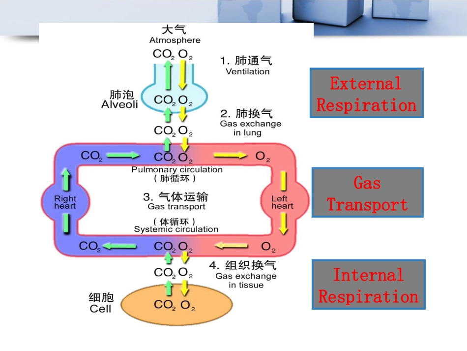 呼吸衰竭---刘力畅_第3页