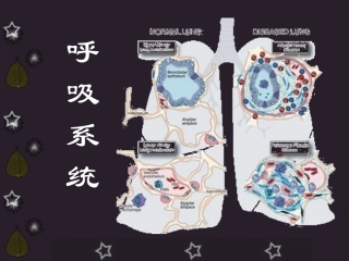 呼吸系统概述与症状