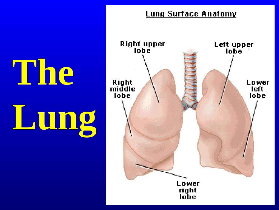 呼吸功能监测_第2页