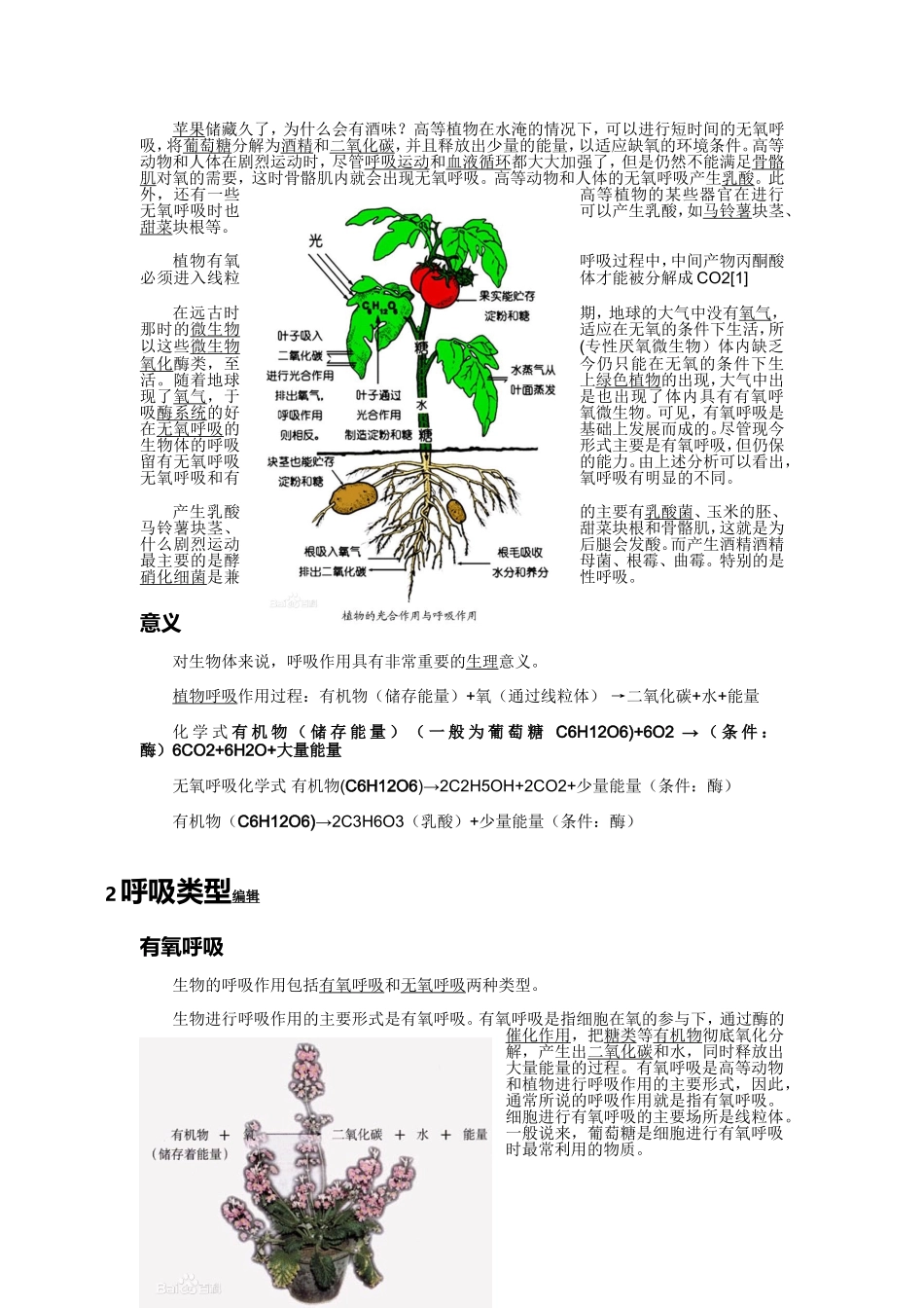 呼吸作用的全部过程_第2页