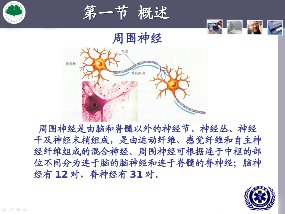 周围神经病损康复_第2页