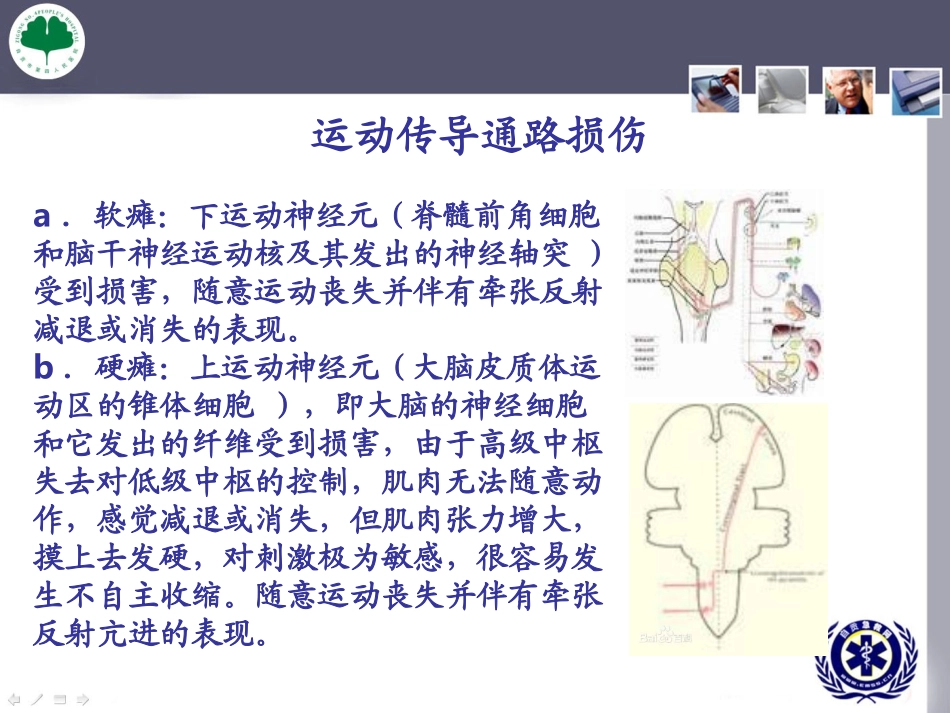 周围神经病损康复_第3页
