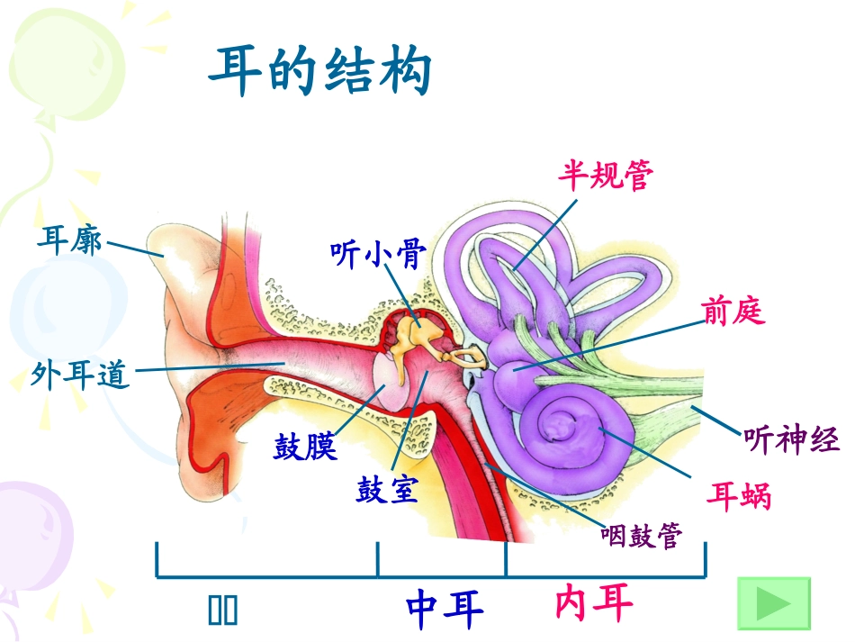 听觉的形成(七年级下册)_第2页