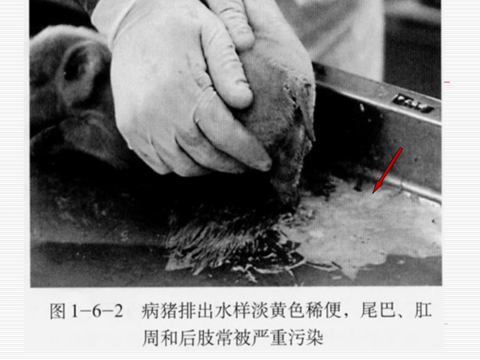 各论3猪流行性腹泻_第3页