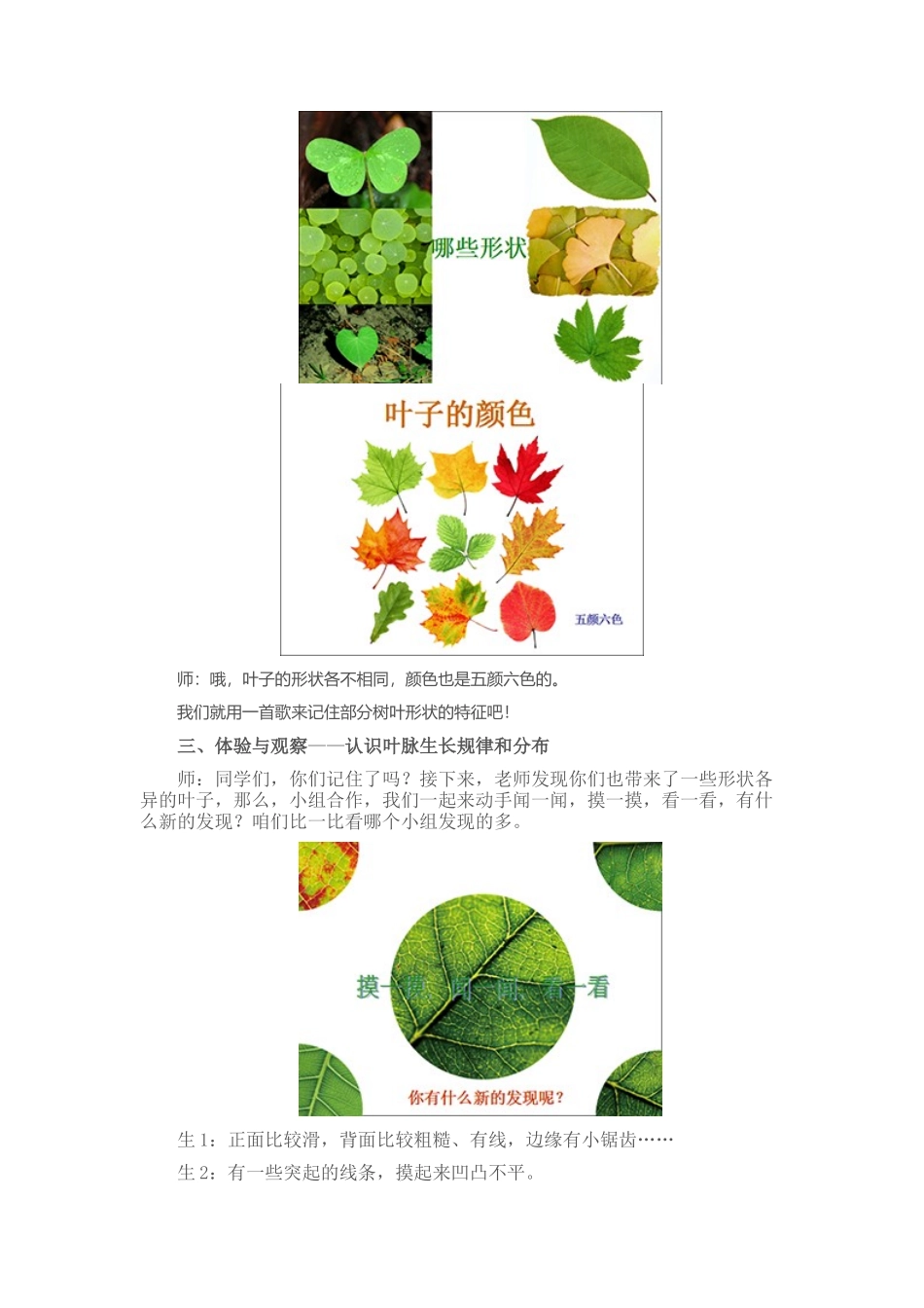 叶子上的小血管_第3页