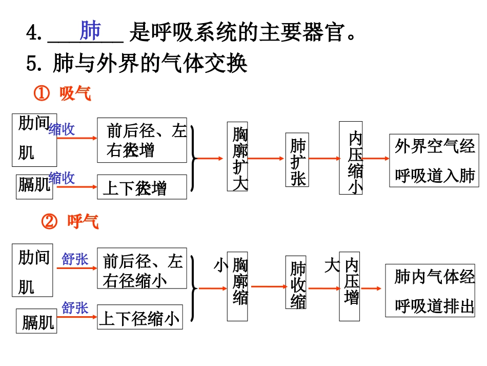 发生在肺泡内的气体交换2_第3页