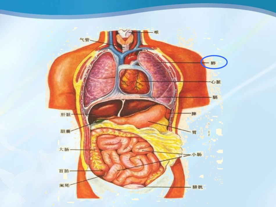 发生在肺内的气体交换LP_第3页