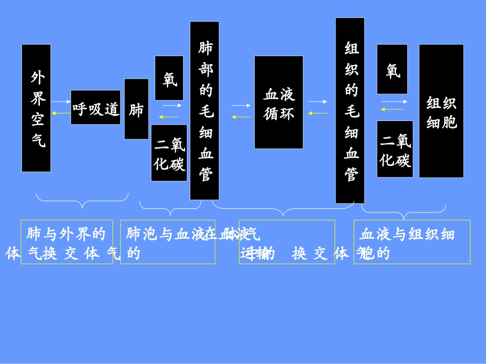 发生在肺内的气体交换2_第3页