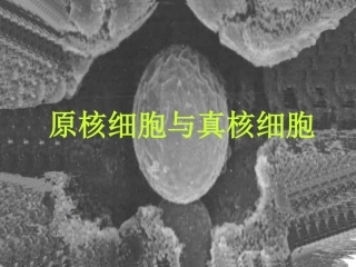 原核细胞与真核细胞