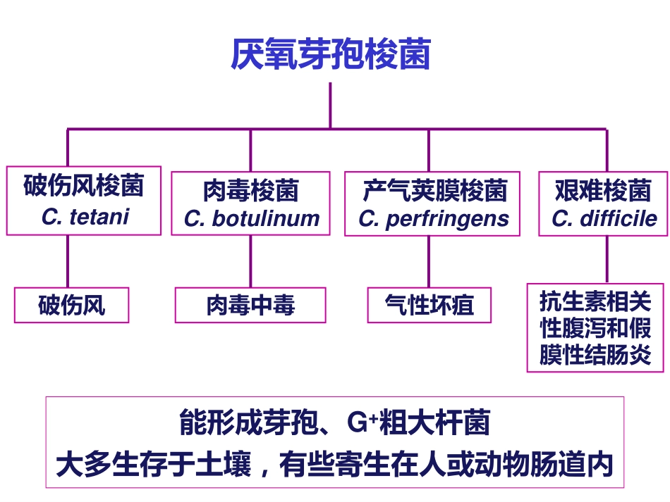 厌氧芽孢梭菌-李杰_第2页
