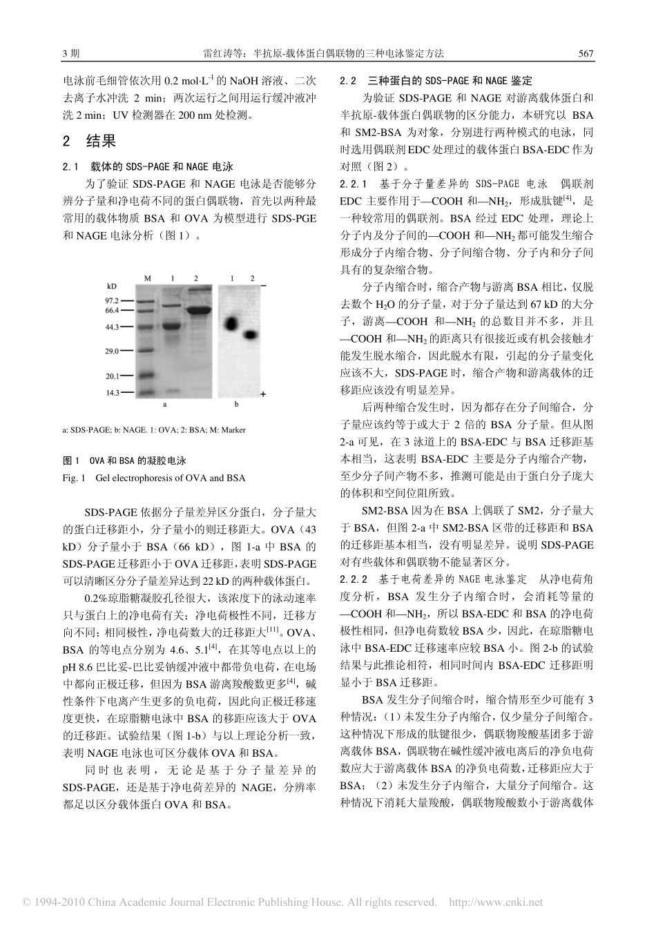 半抗原_载体蛋白偶联物的三种电泳鉴定方法_第3页