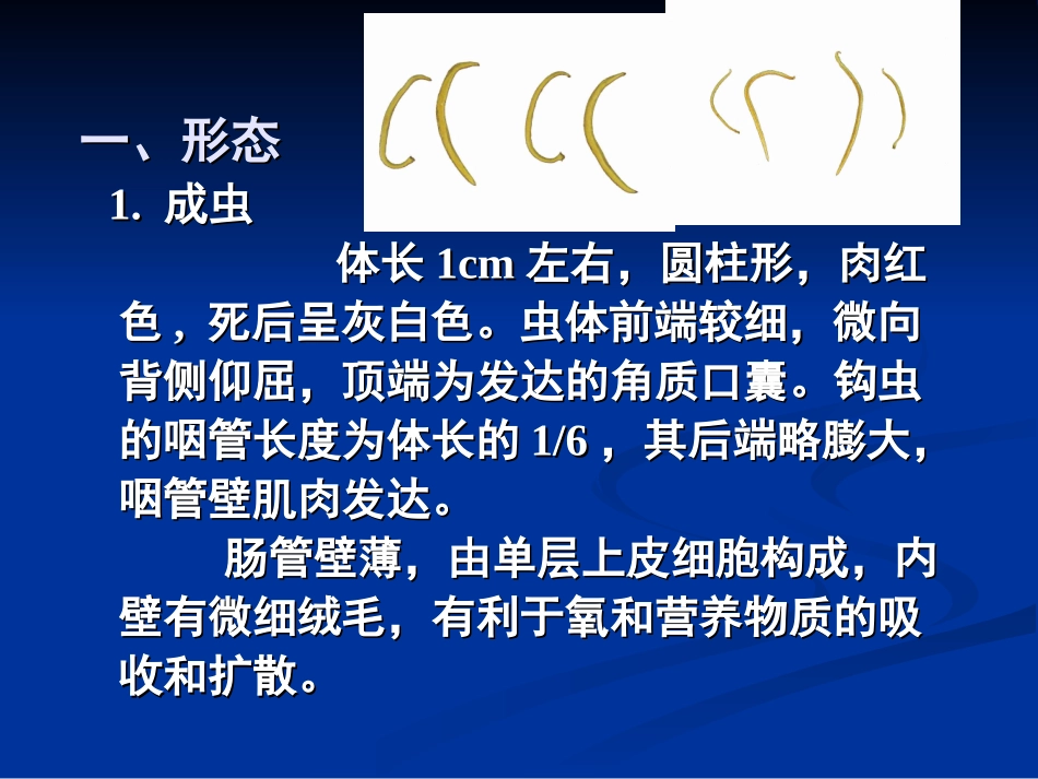 十二指肠钩口线虫和美洲板口线虫_第3页