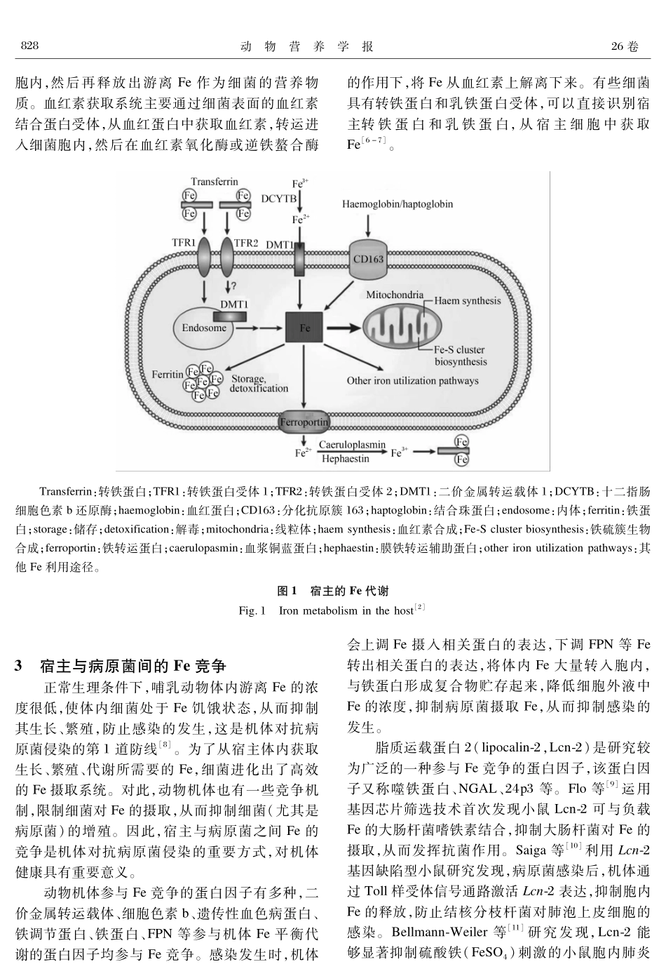 动物肠黏膜上皮细胞与病原菌的铁竞争机制_第2页