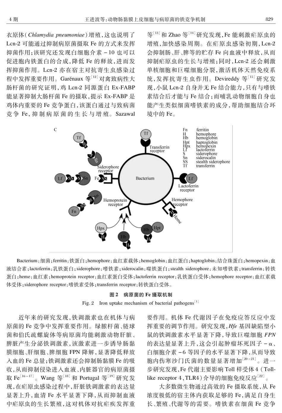 动物肠黏膜上皮细胞与病原菌的铁竞争机制_第3页
