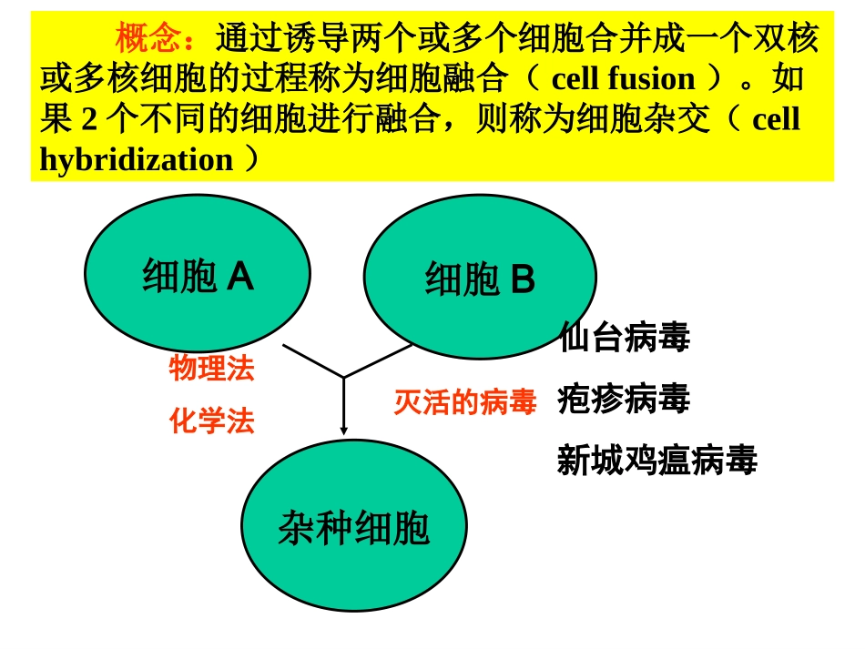 动物细胞融合_第2页
