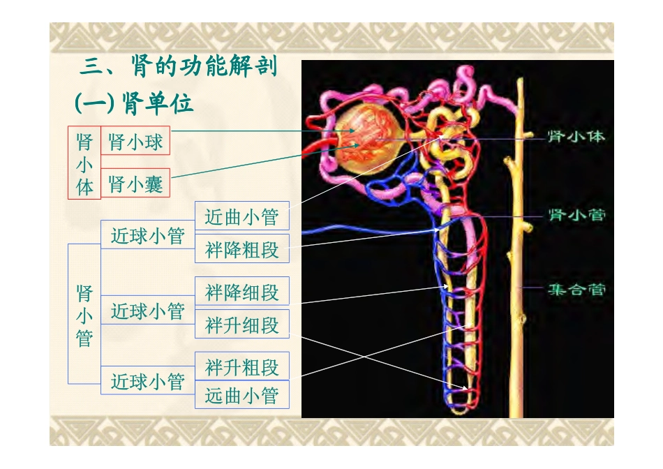 动物生理学yyd泌尿生理-web-1_第3页