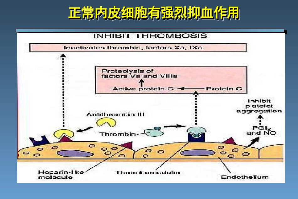 凝血机制新认识_第2页