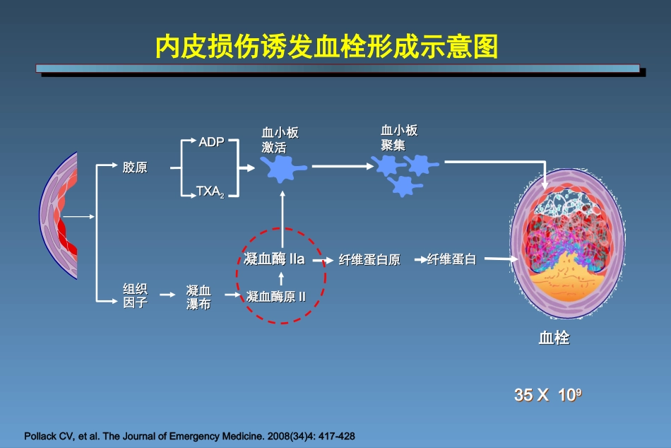 凝血机制新认识_第3页