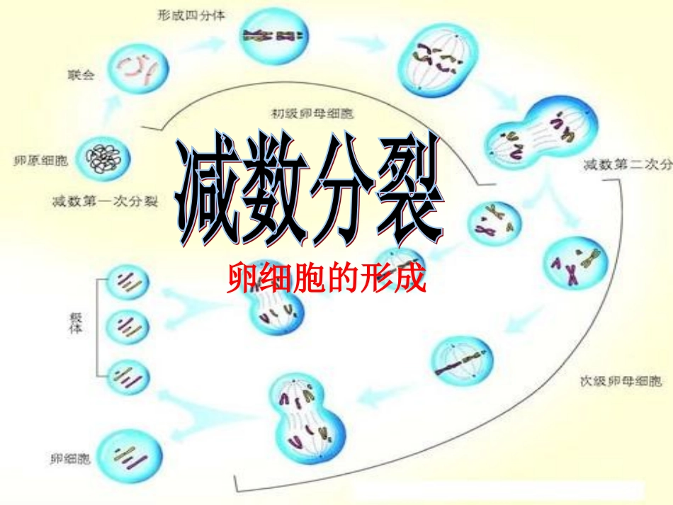 减数分裂卵细胞的形成_第1页