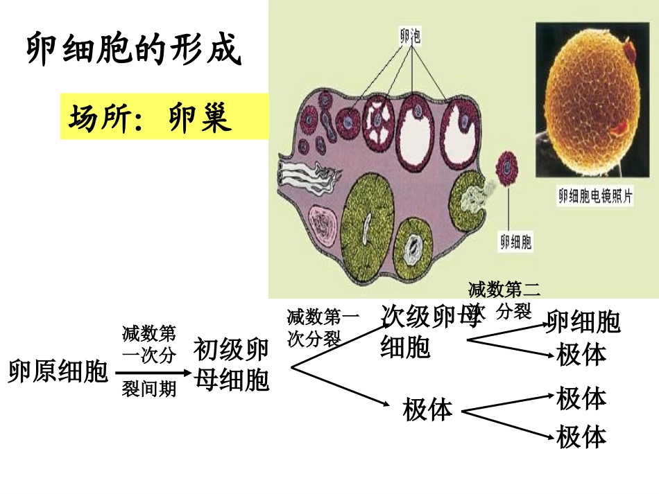 减数分裂卵细胞的形成_第2页