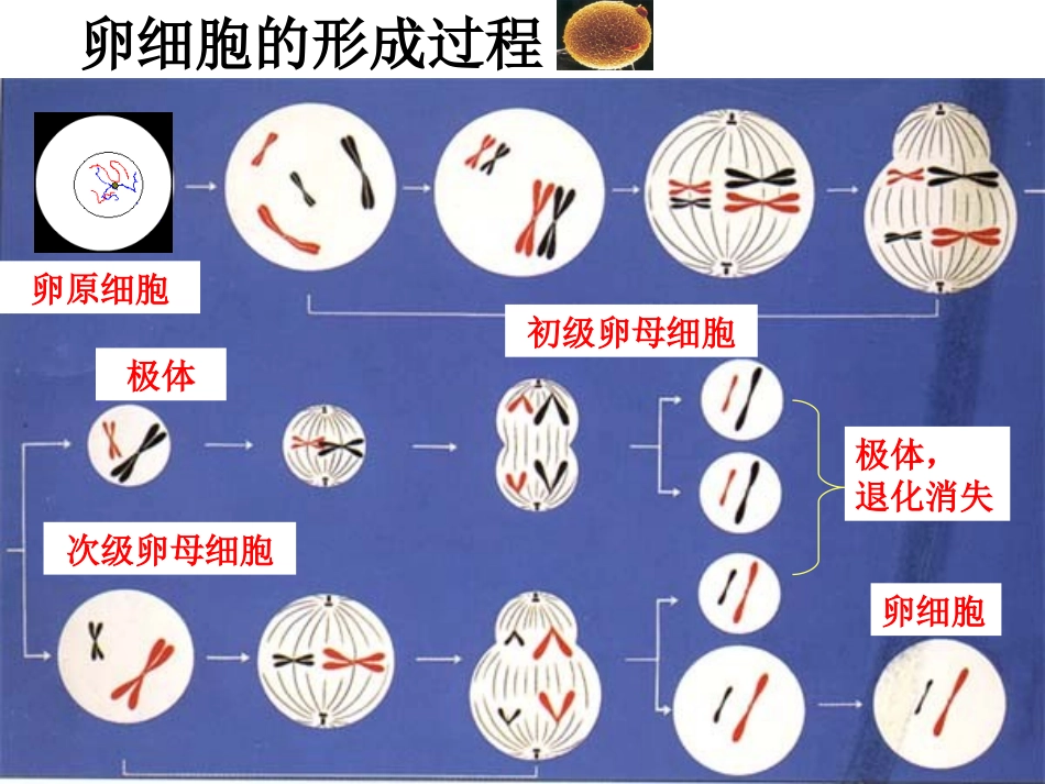 减数分裂卵细胞的形成_第3页