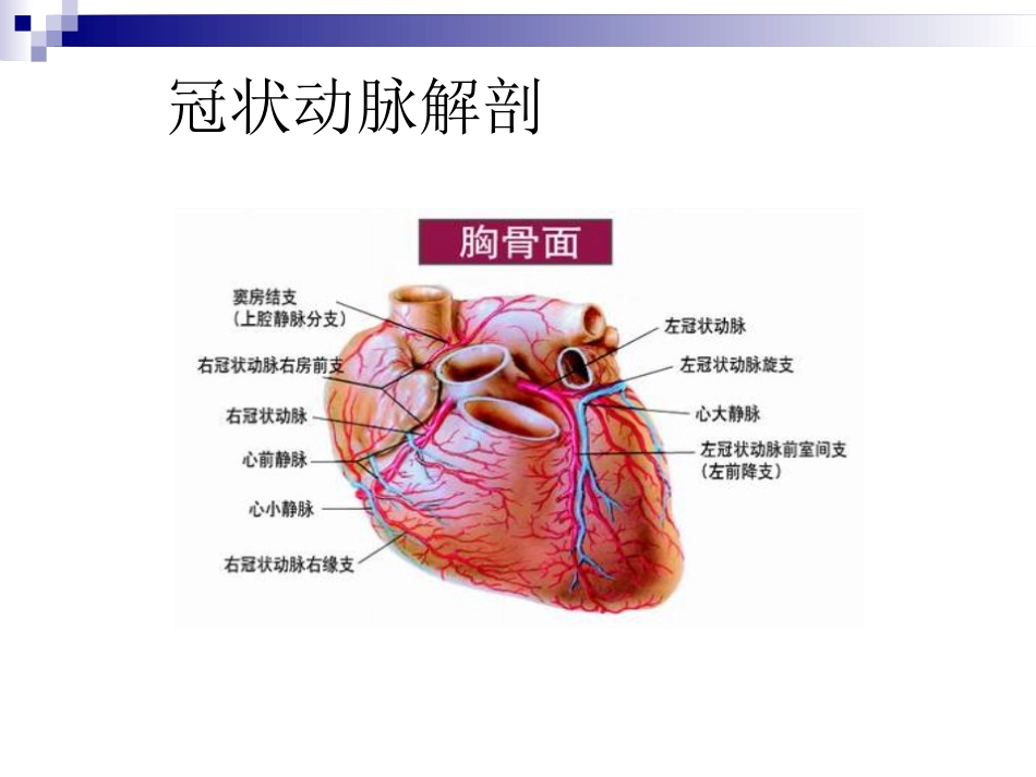 冠状动脉生理及特点_第2页