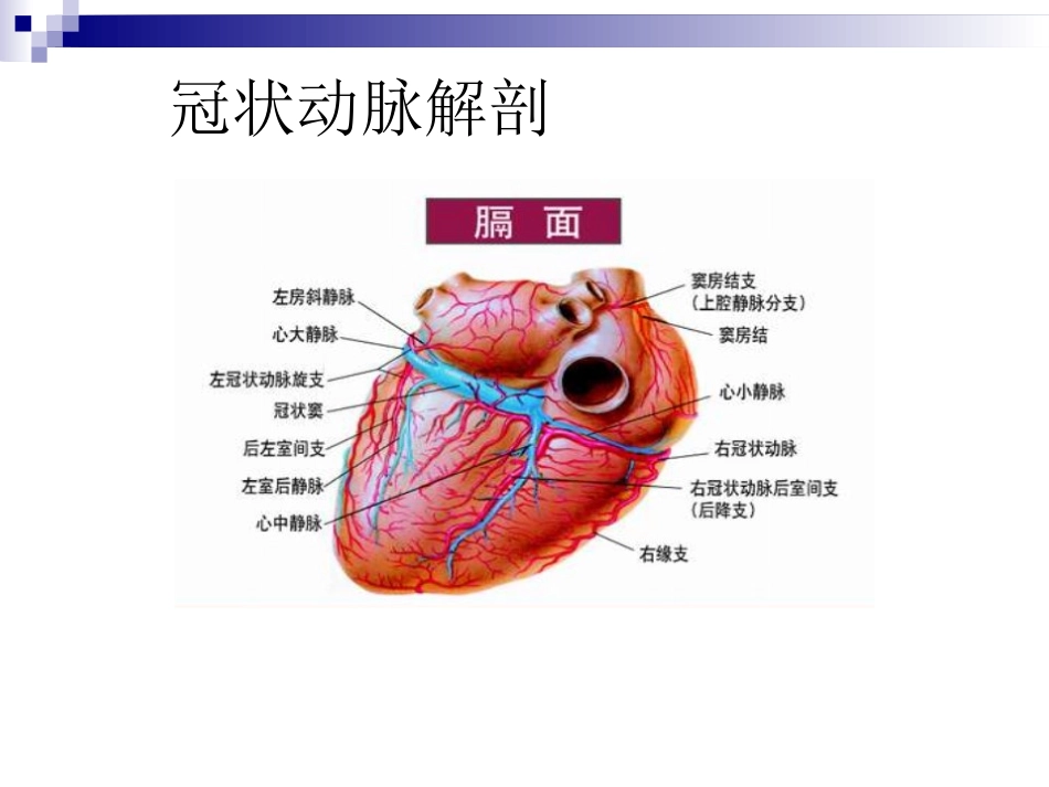 冠状动脉生理及特点_第3页
