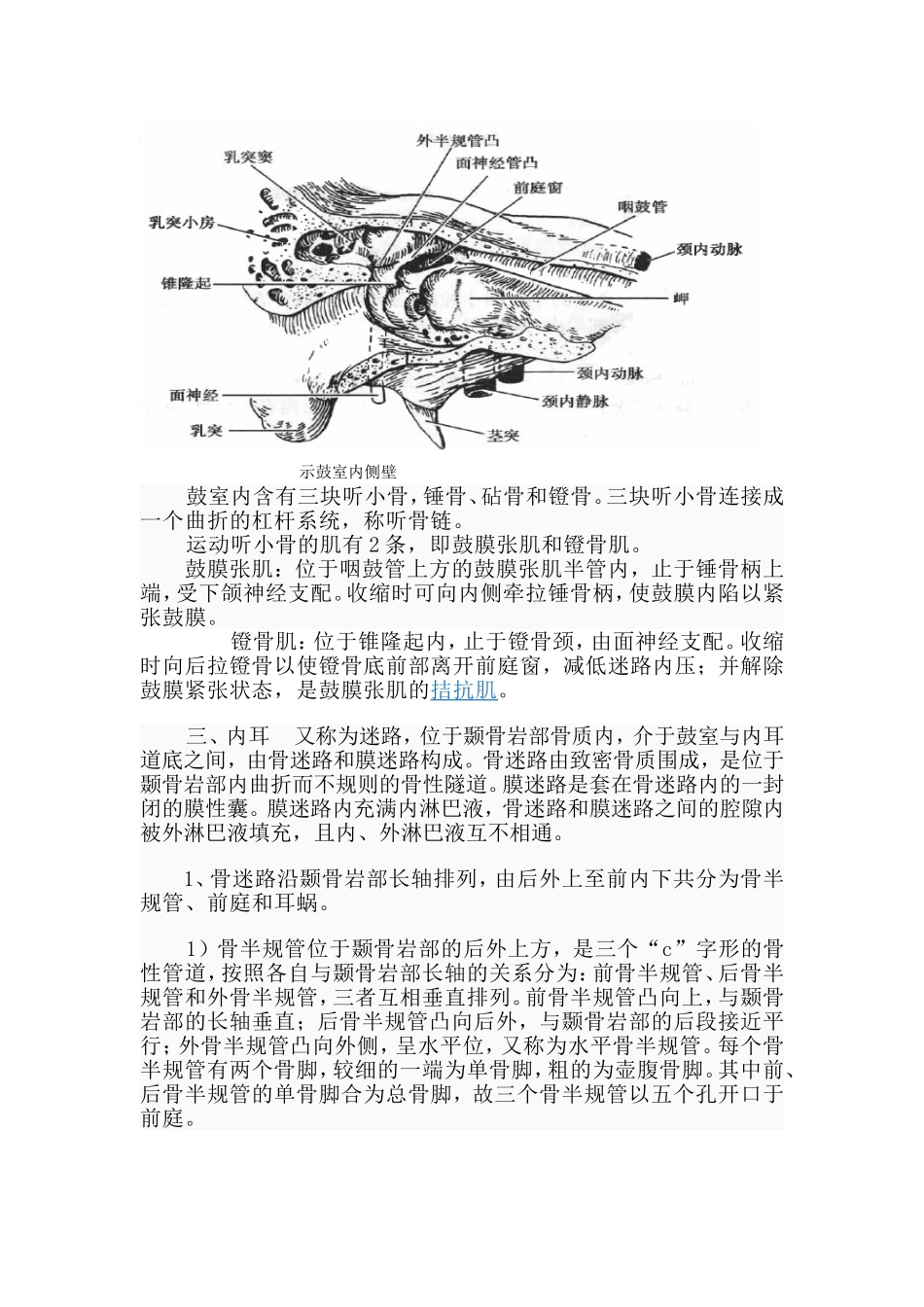 内耳门与外耳门_第2页