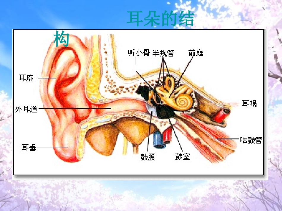 关于耳朵-(2)_第2页