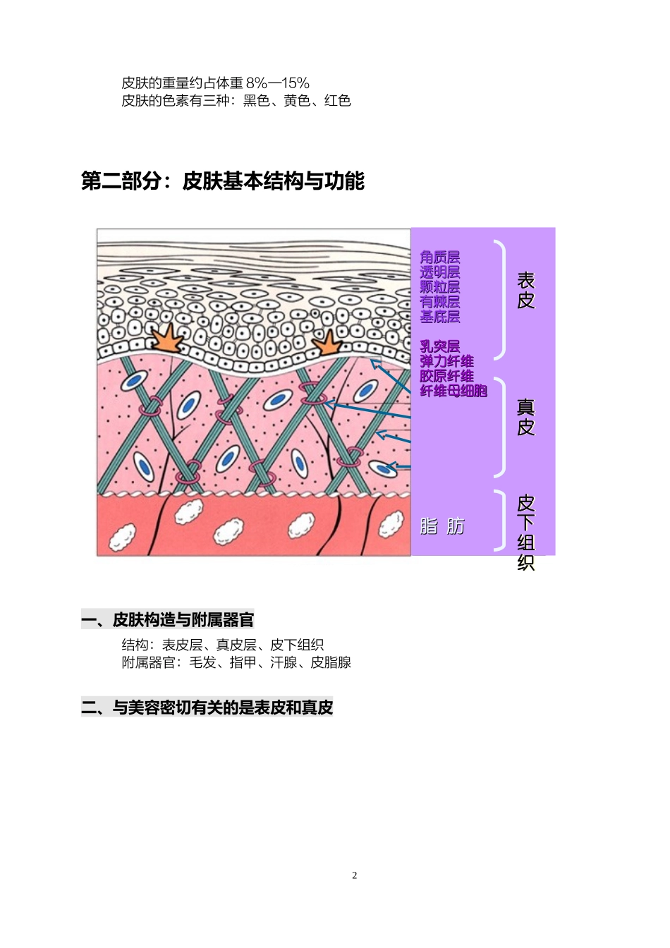 关于皮肤基础知识的详解_第2页