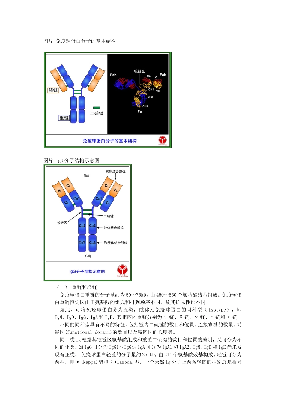 免疫球蛋白的结构_第2页