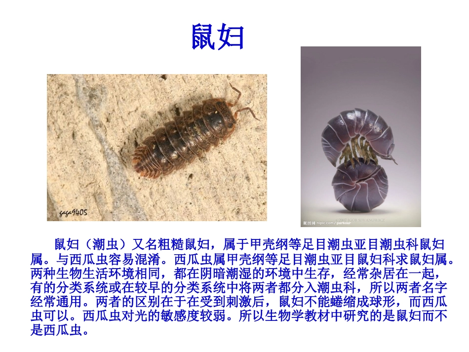 光对鼠妇生活的影响----终稿_第1页