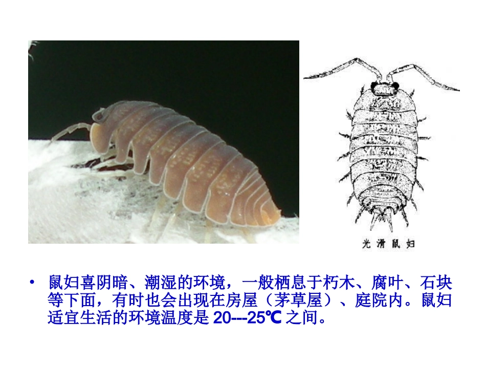 光对鼠妇生活的影响----终稿_第2页