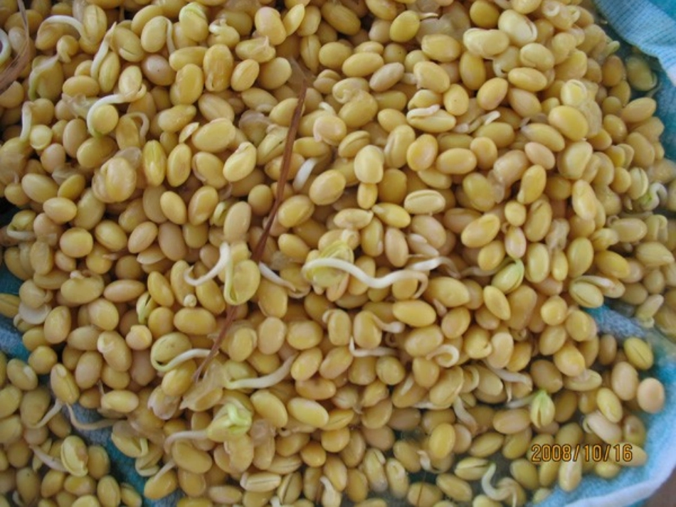 健康：好吃的豆芽_第2页